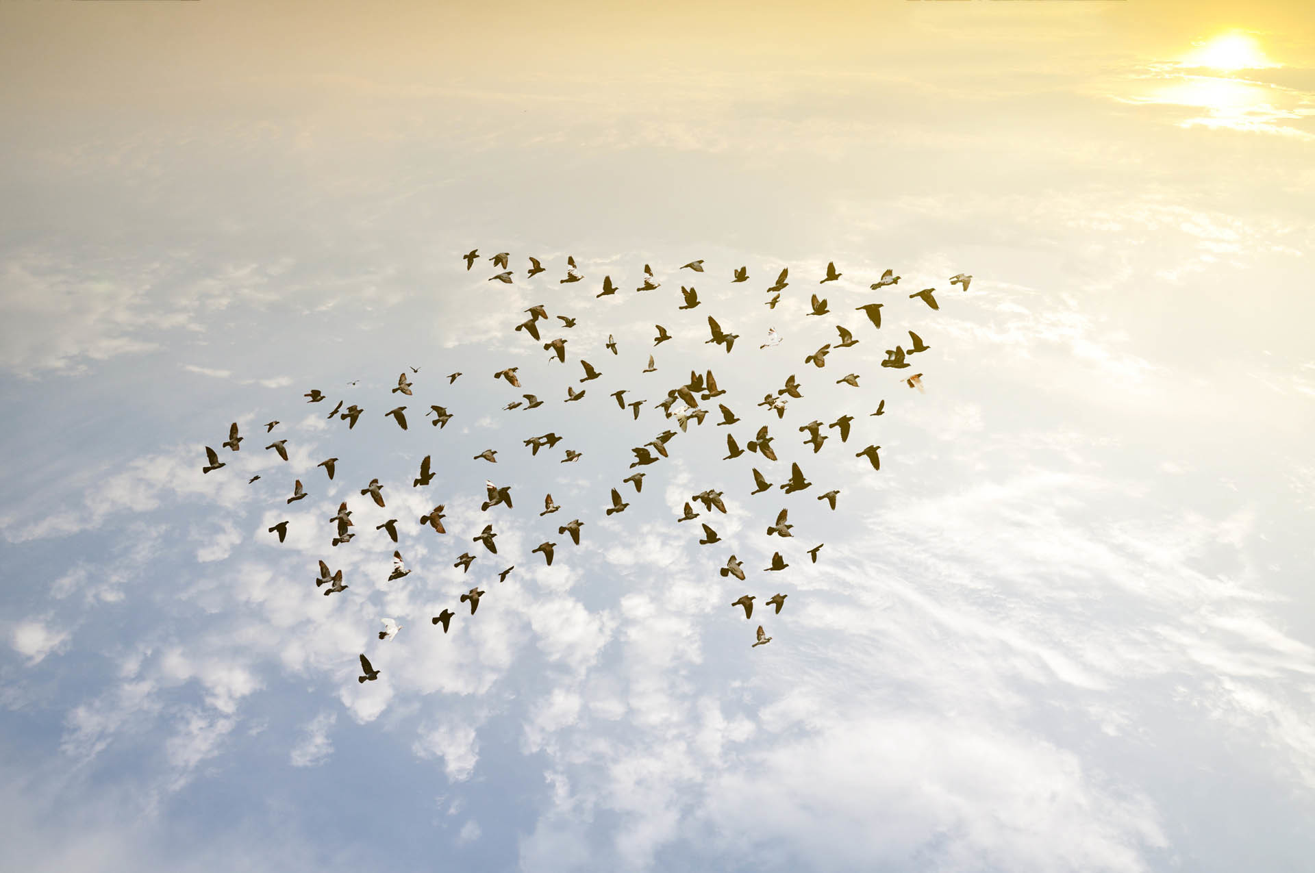 Flock of Birds flying in same direction - The Power of Team – Orla Scott, Team Leadership Coach