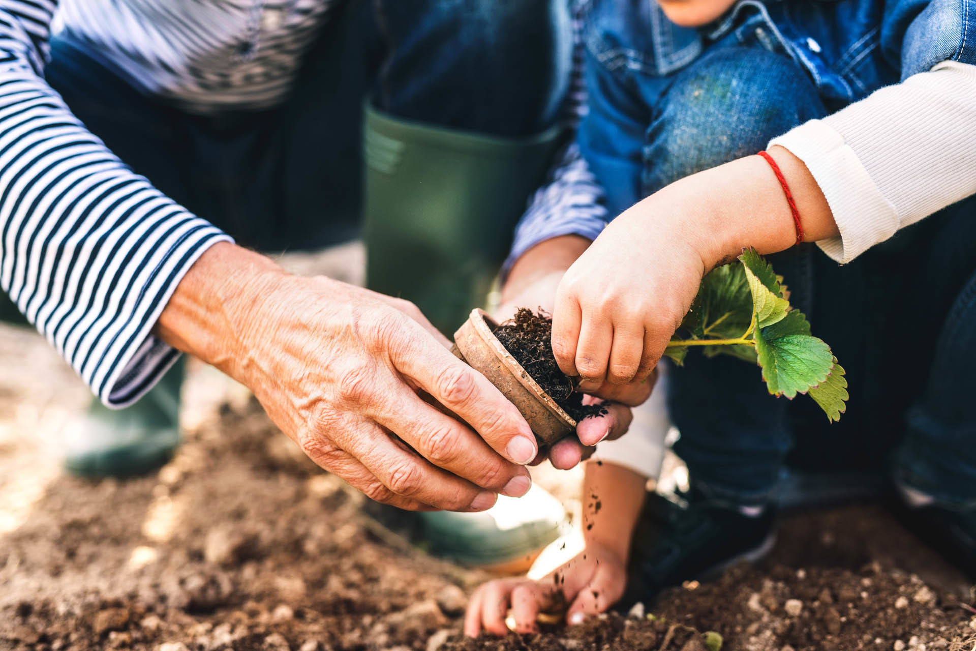 Older Person showing a child how to garden - The Power of Learning from Individual Coaching Programme – Orla Scott, Coaching Expert